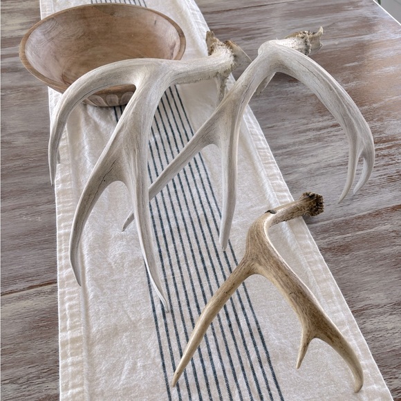 🌿🦌 Real Natural Deer Antlers - Picture 5 of 9